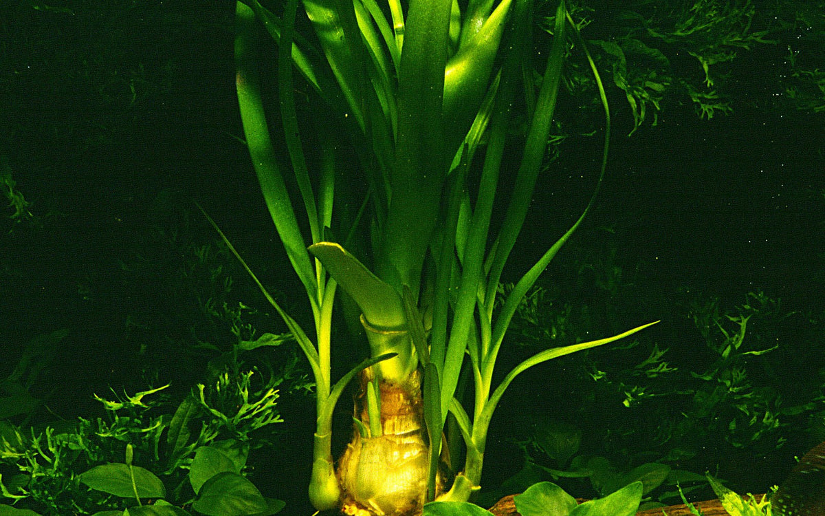 Crinum thaianum Aquarium Plant — XL mother plant