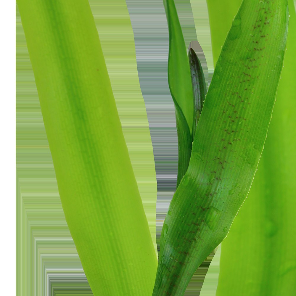 Crinum thaianum Aquarium Plant — XL mother plant