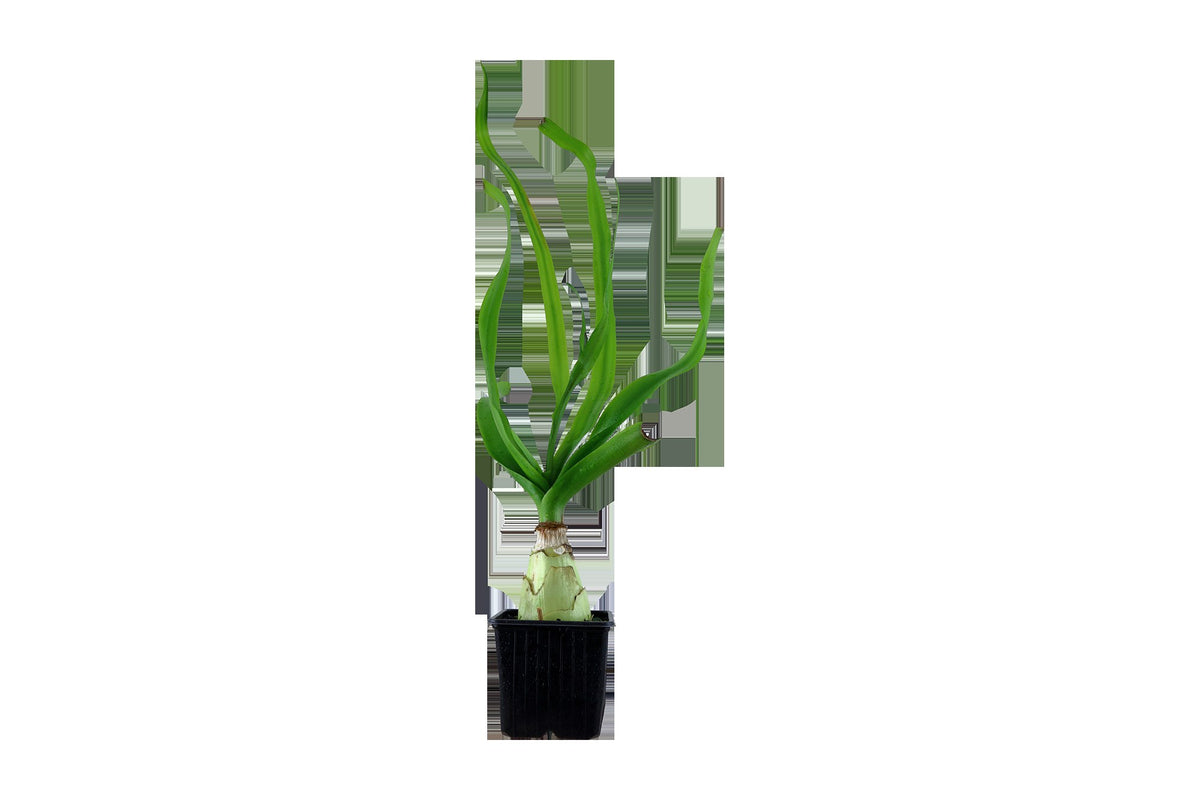 Crinum thaianum Aquarium Plant — XL mother plant