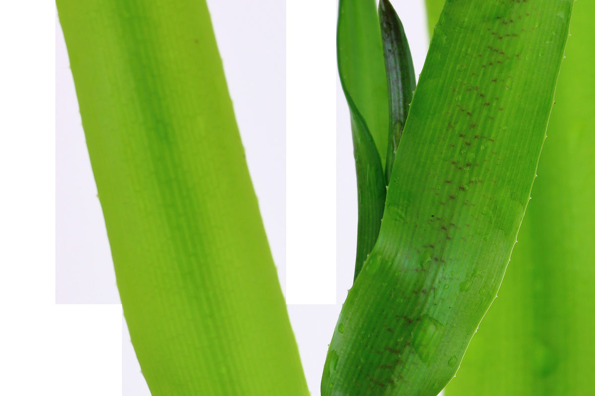 Crinum thaianum Aquarium Plant — XL mother plant