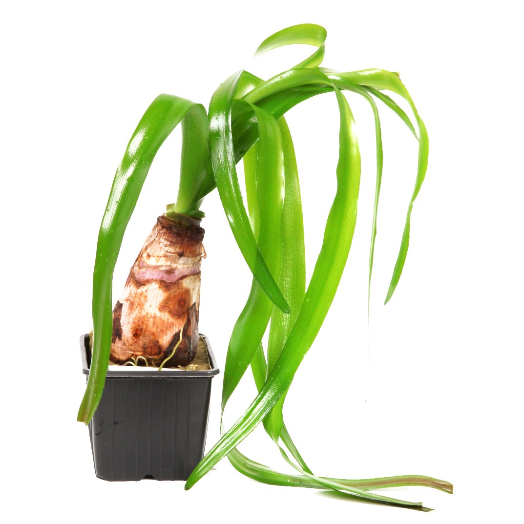 Crinum thaianum Aquarium Plant — XL mother plant
