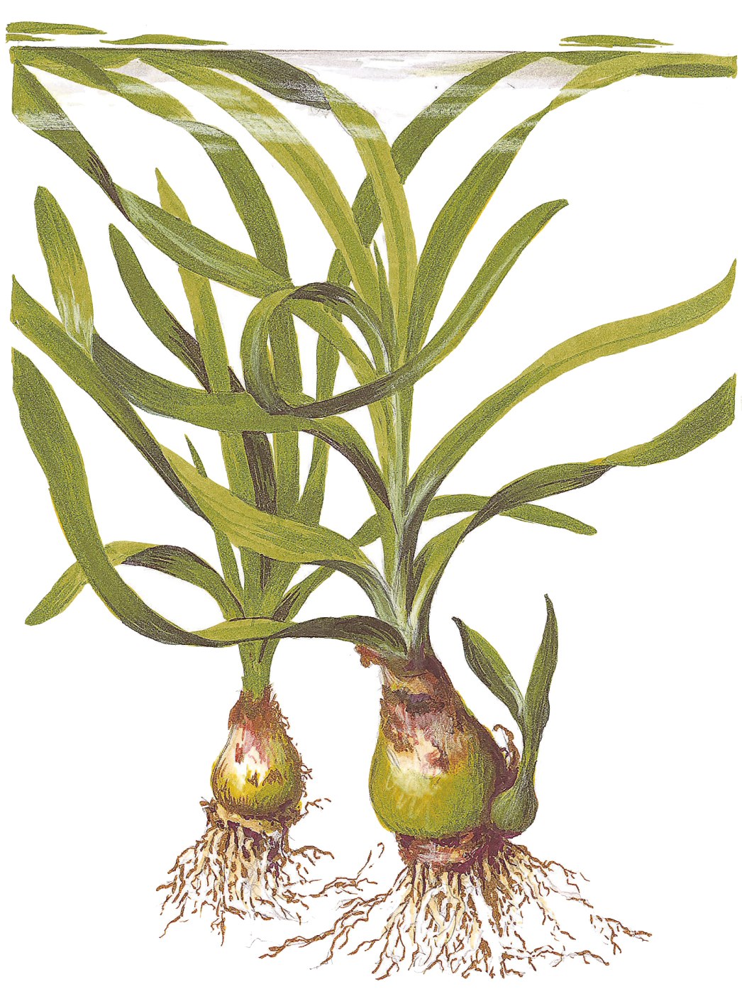 Crinum thaianum Aquarium Plant