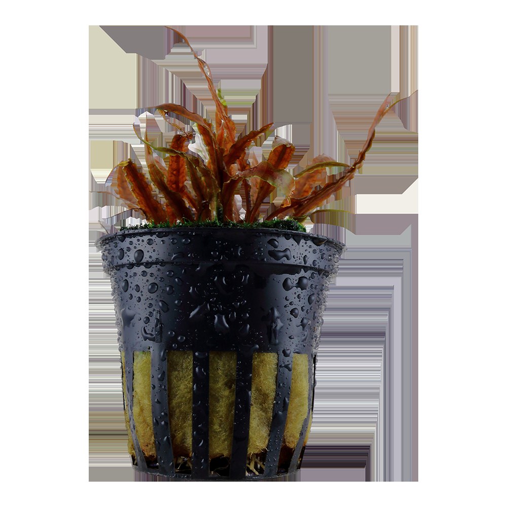 Cryptocoryne albida 'Brown' Potted Aquarium Plant — Potted