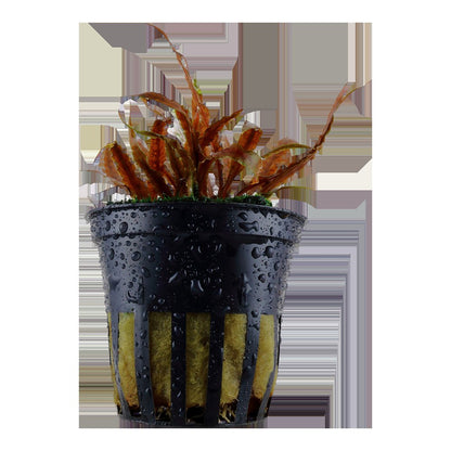 Cryptocoryne albida 'Brown' Potted Aquarium Plant — Potted