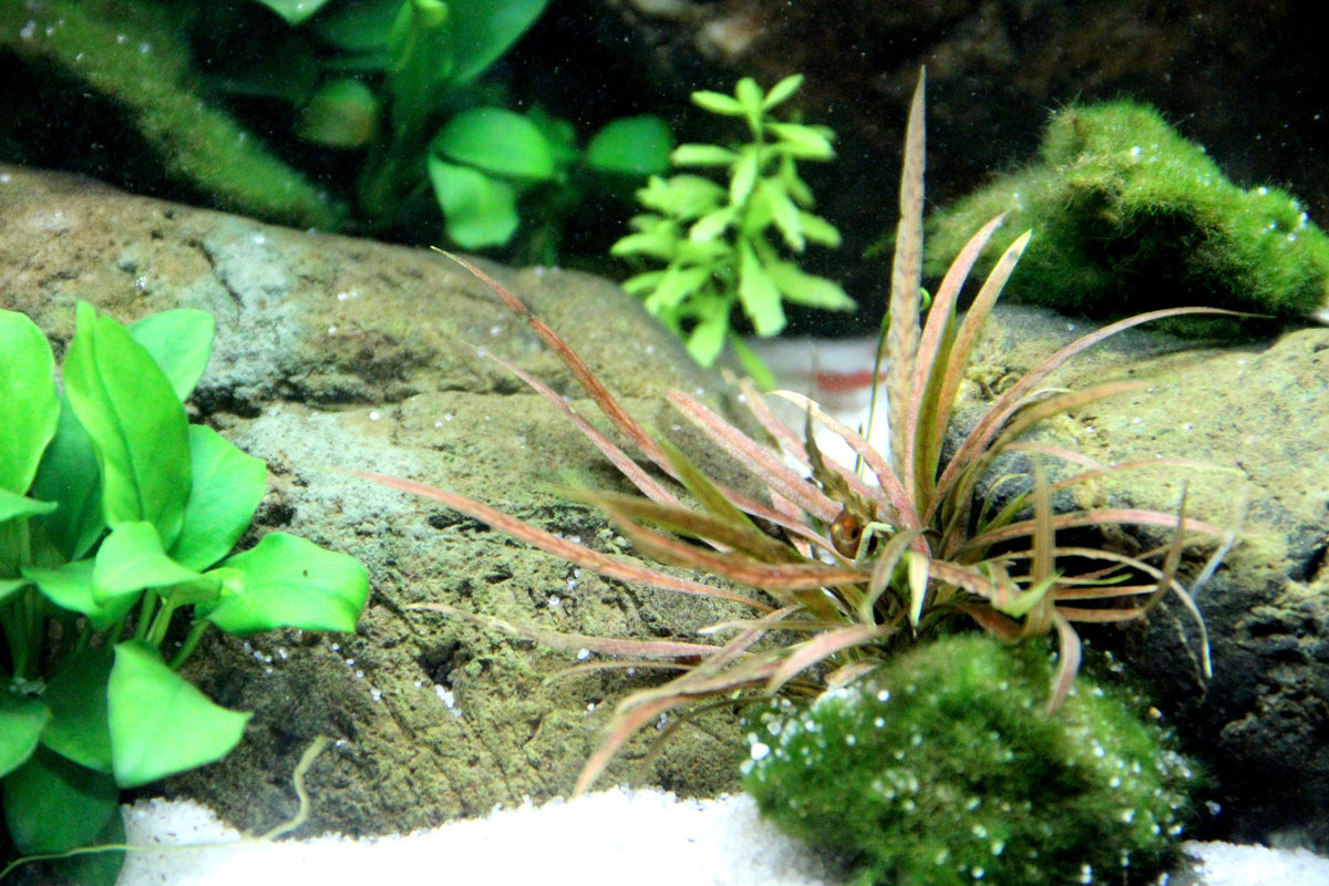 Cryptocoryne albida 'Brown' Potted Aquarium Plant — Potted
