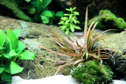 Cryptocoryne albida 'Brown' Potted Aquarium Plant — Potted
