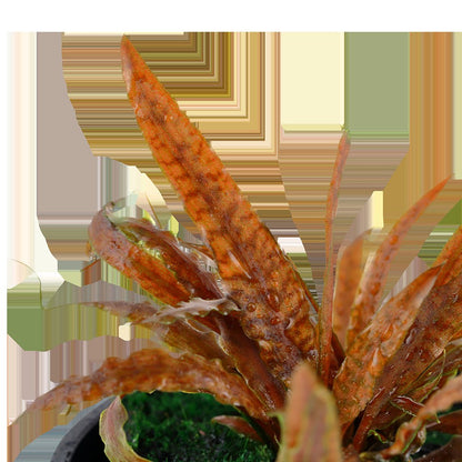 Cryptocoryne albida 'Brown' Potted Aquarium Plant — Potted