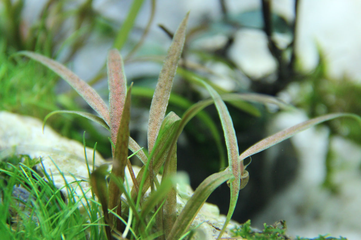 Cryptocoryne albida 'Brown' Potted Aquarium Plant — Potted
