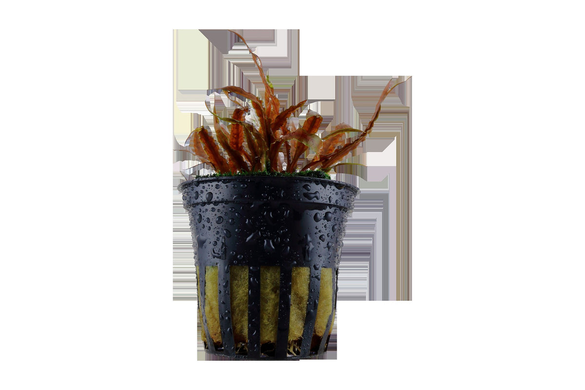Cryptocoryne albida 'Brown' Potted Aquarium Plant — Potted