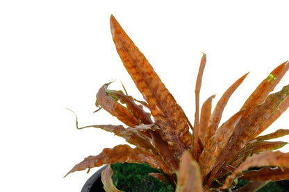 Cryptocoryne albida 'Brown' Potted Aquarium Plant — Potted