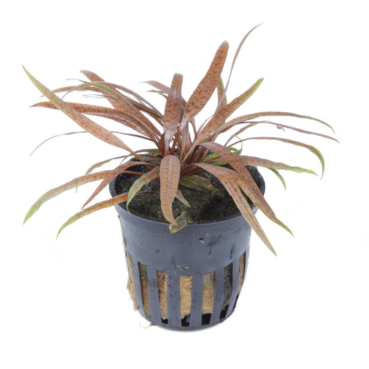 Cryptocoryne albida 'Brown' Potted Aquarium Plant — Potted