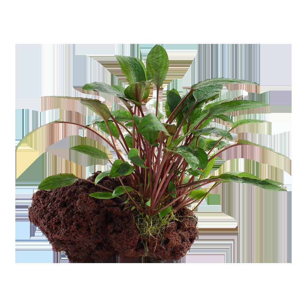 Cryptocoryne beckettii 'Petchii' on Lava Stone — Standard