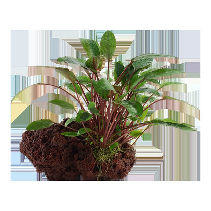 Cryptocoryne beckettii 'Petchii' on Lava Stone — Standard