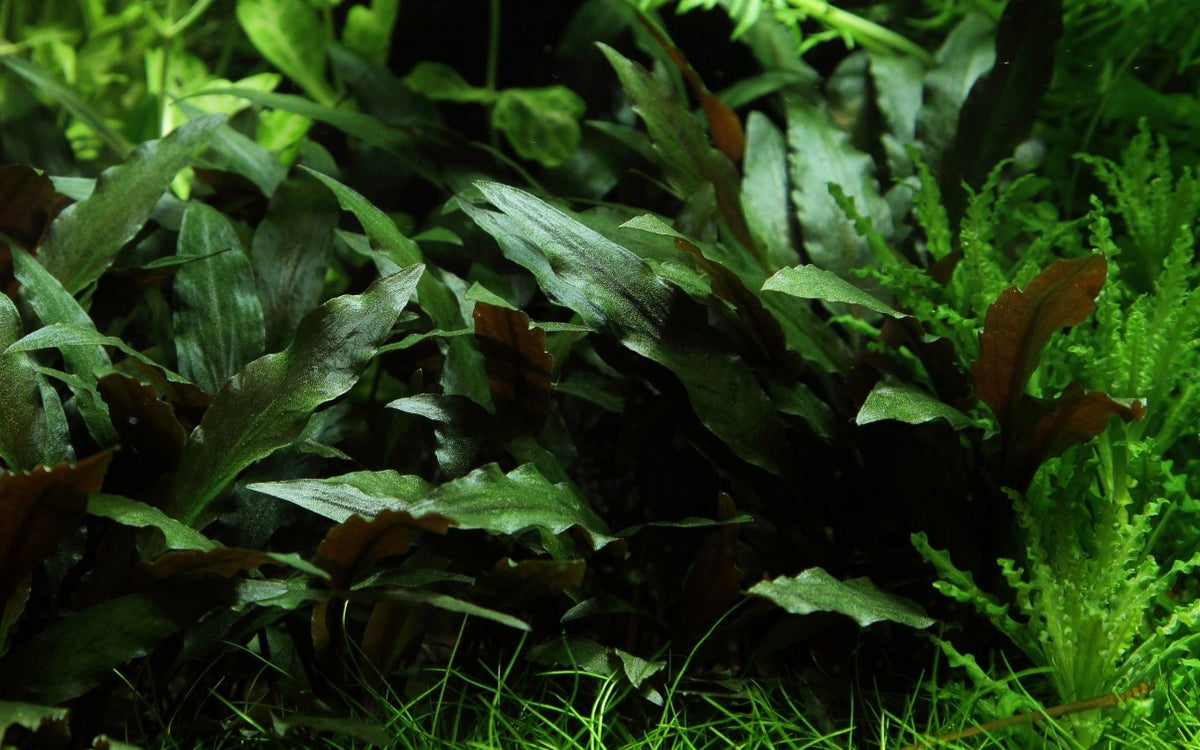 Cryptocoryne beckettii 'Petchii' on Lava Stone — Standard