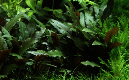 Cryptocoryne beckettii 'Petchii' on Lava Stone — Standard