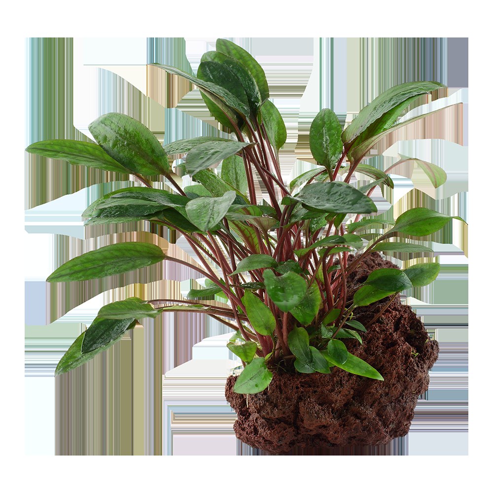 Cryptocoryne beckettii 'Petchii' on Lava Stone — Standard
