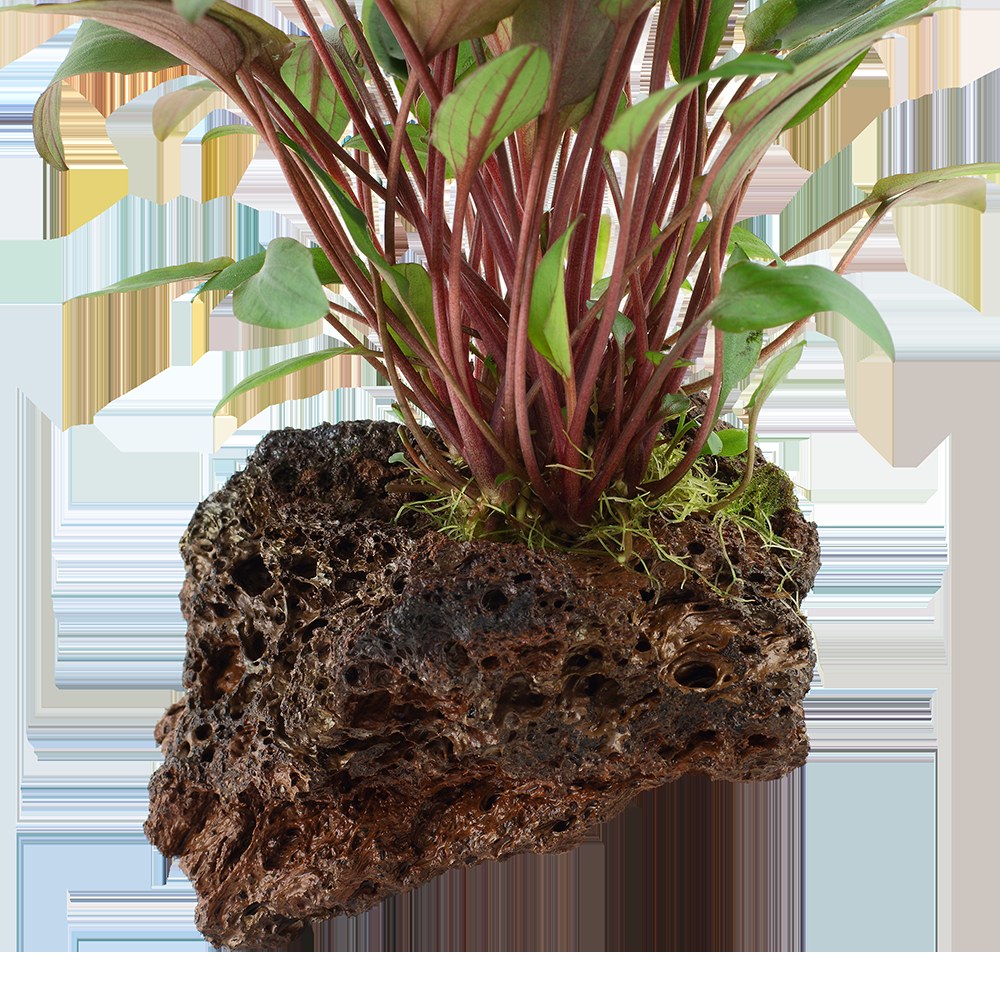 Cryptocoryne beckettii 'Petchii' on Lava Stone — Standard