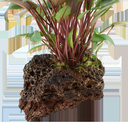 Cryptocoryne beckettii 'Petchii' on Lava Stone — Standard