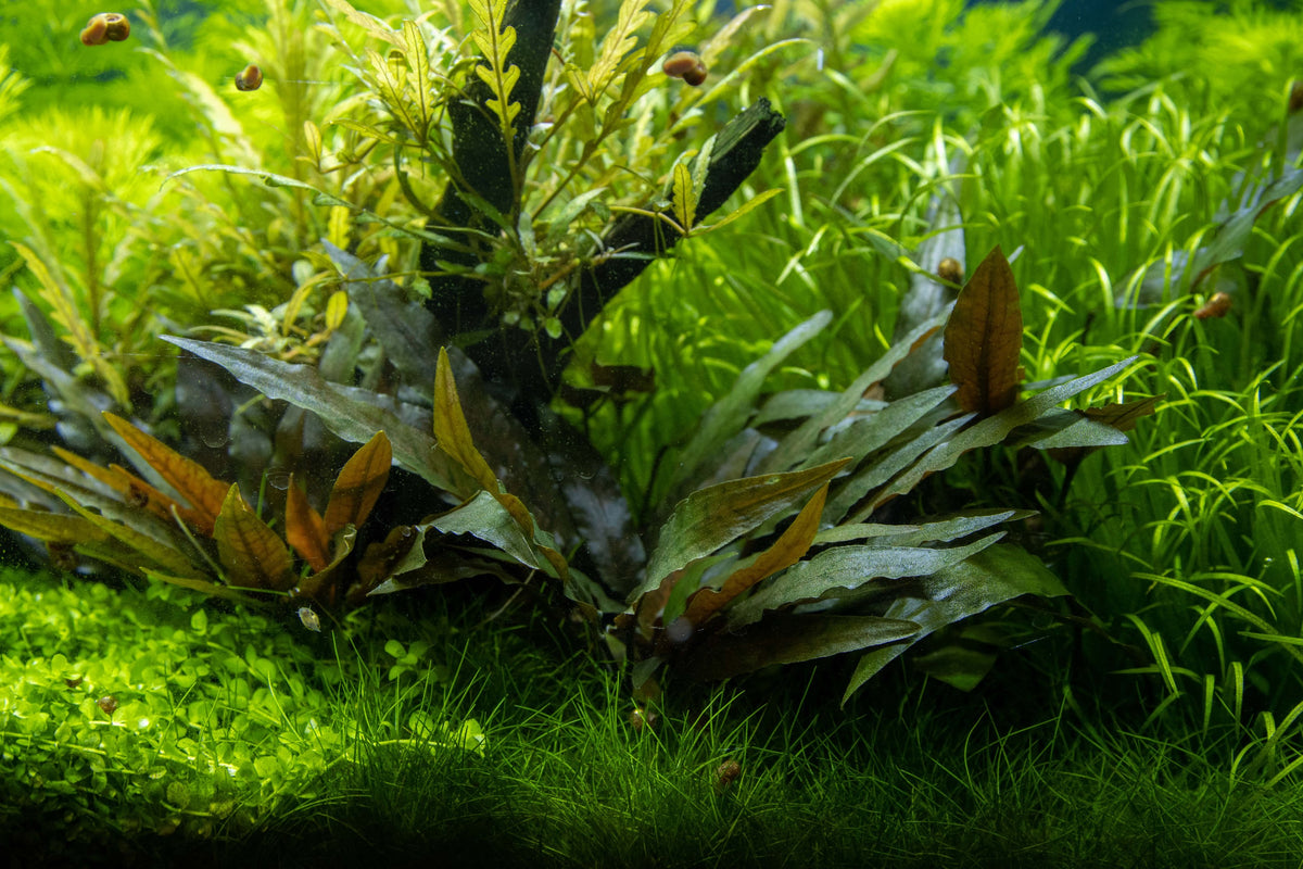 Cryptocoryne beckettii 'Petchii' on Lava Stone — Standard