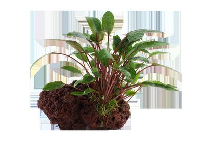 Cryptocoryne beckettii 'Petchii' on Lava Stone — Standard