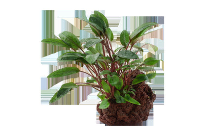 Cryptocoryne beckettii 'Petchii' on Lava Stone — Standard