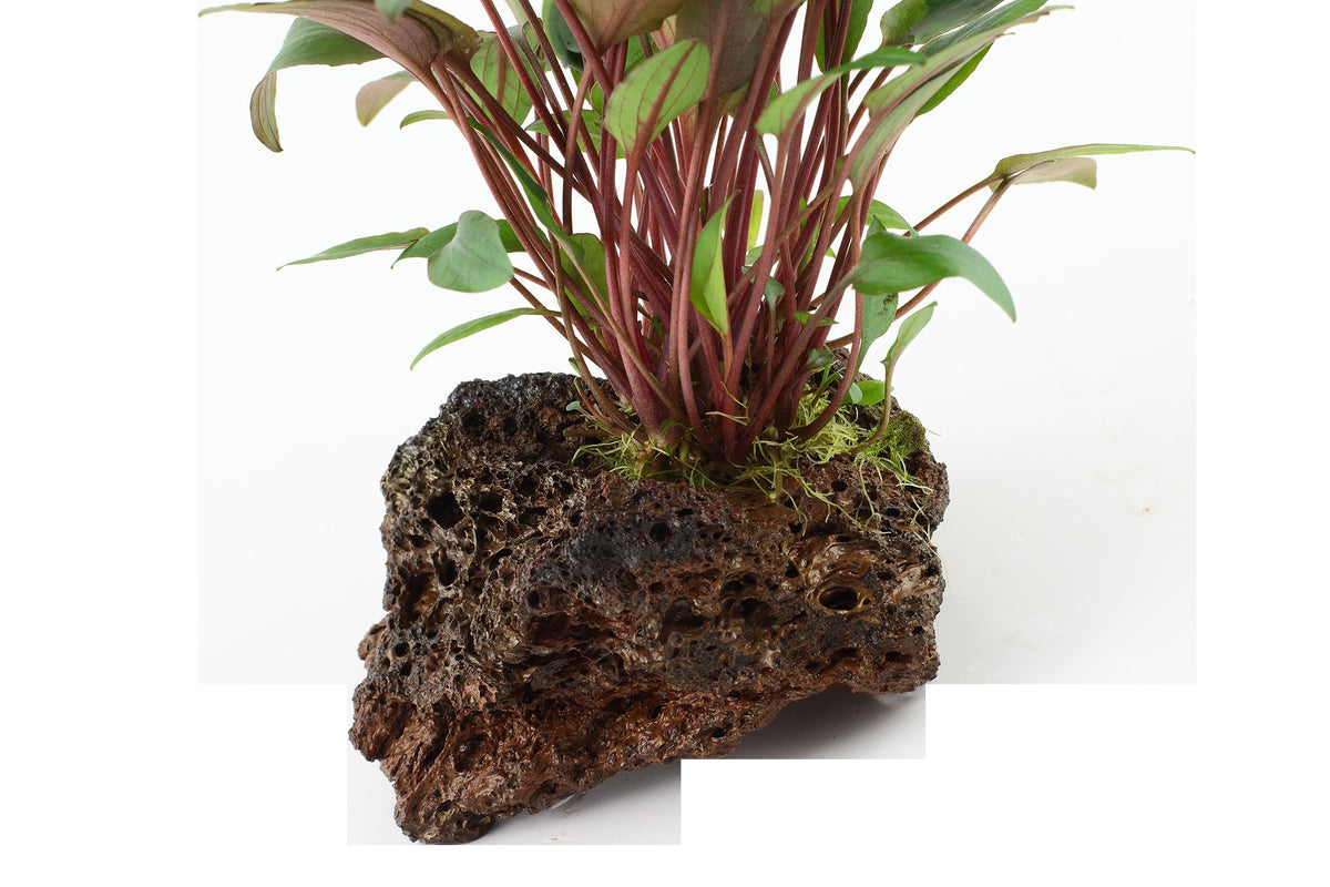 Cryptocoryne beckettii 'Petchii' on Lava Stone — Standard