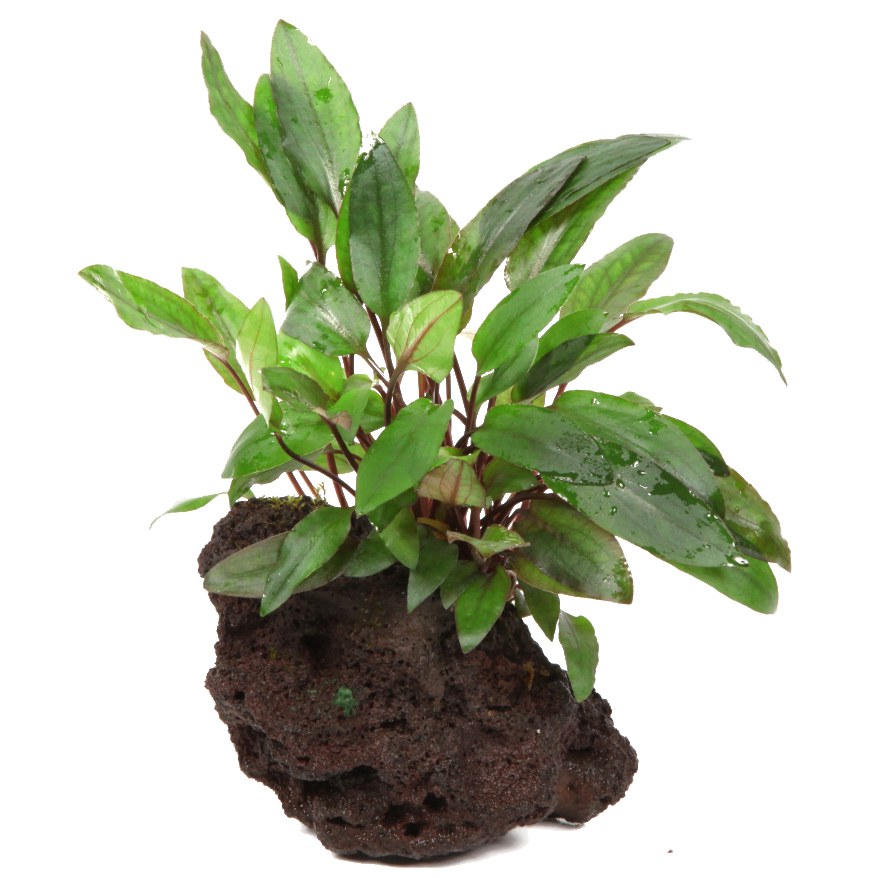 Cryptocoryne beckettii 'Petchii' on Lava Stone — Standard