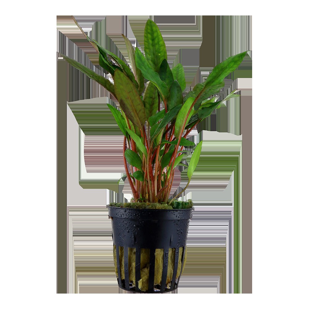 Cryptocoryne beckettii 'Petchii' Potted Aquarium Plant — Potted