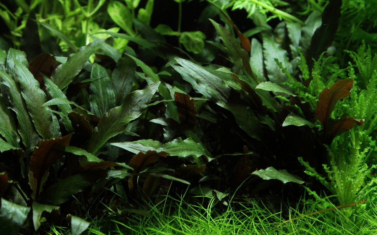 Cryptocoryne beckettii 'Petchii' Potted Aquarium Plant — Potted