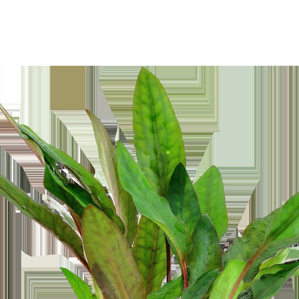 Cryptocoryne beckettii 'Petchii' Potted Aquarium Plant — Potted
