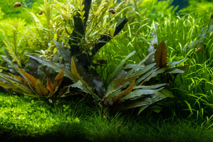Cryptocoryne beckettii 'Petchii' Potted Aquarium Plant — Potted
