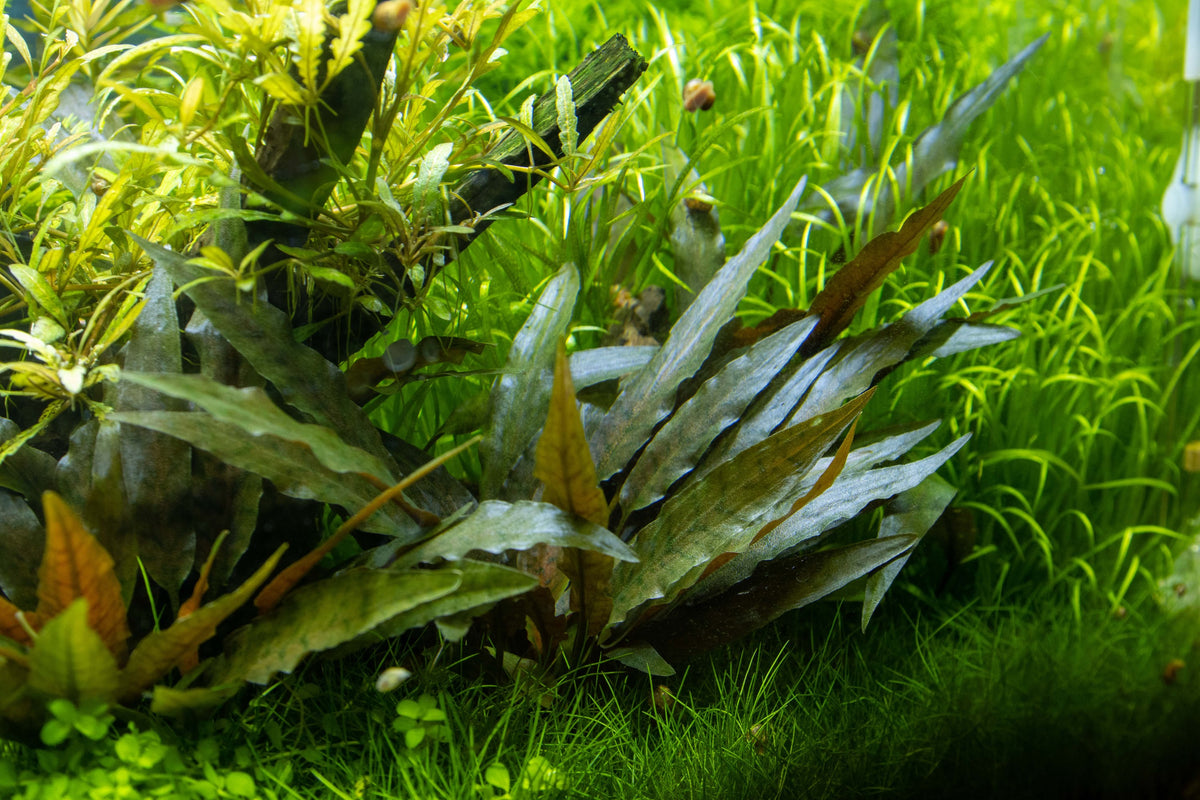 Cryptocoryne beckettii 'Petchii' Potted Aquarium Plant — Potted