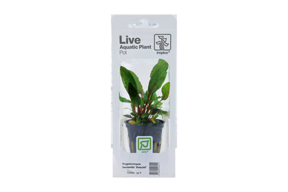 Cryptocoryne beckettii 'Petchii' Potted Aquarium Plant — Potted