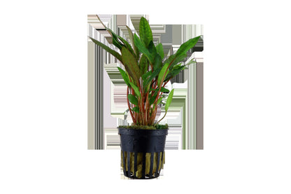 Cryptocoryne beckettii 'Petchii' Potted Aquarium Plant — Potted