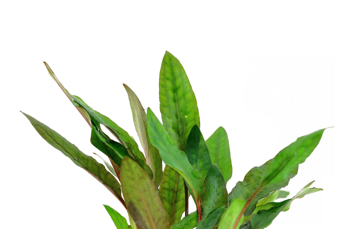 Cryptocoryne beckettii 'Petchii' Potted Aquarium Plant — Potted