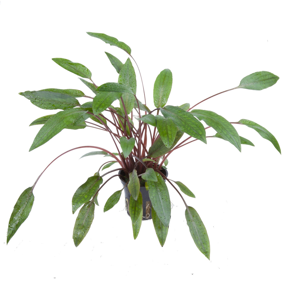 Cryptocoryne beckettii 'Petchii' Potted Aquarium Plant — Potted
