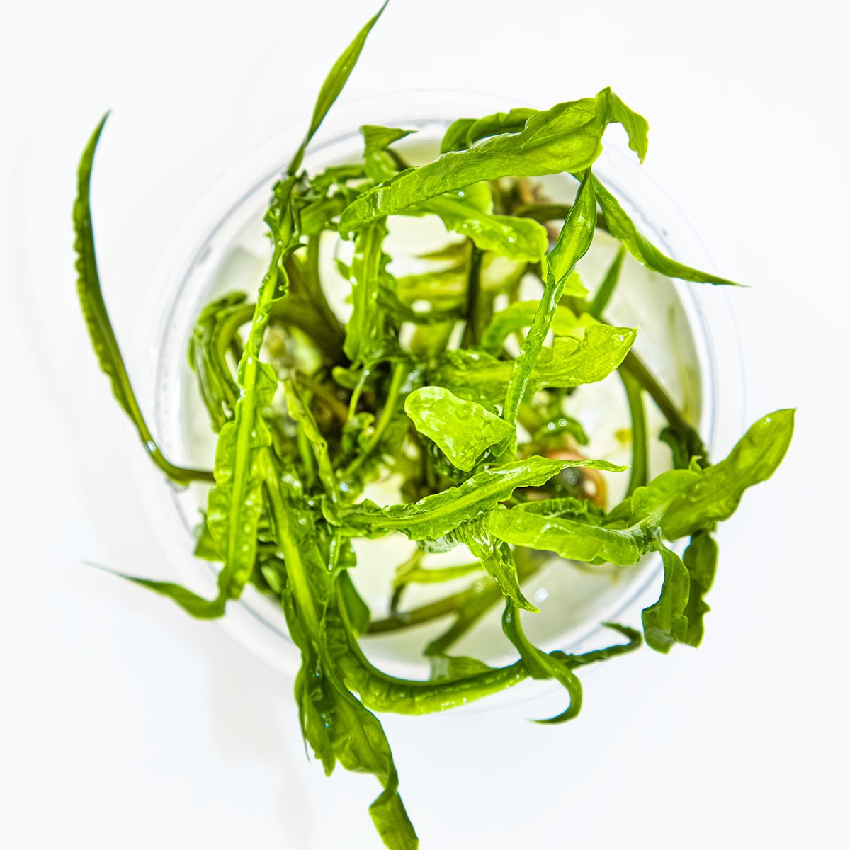 Cryptocoryne crispatula var. balansae — 1-2-Grow!