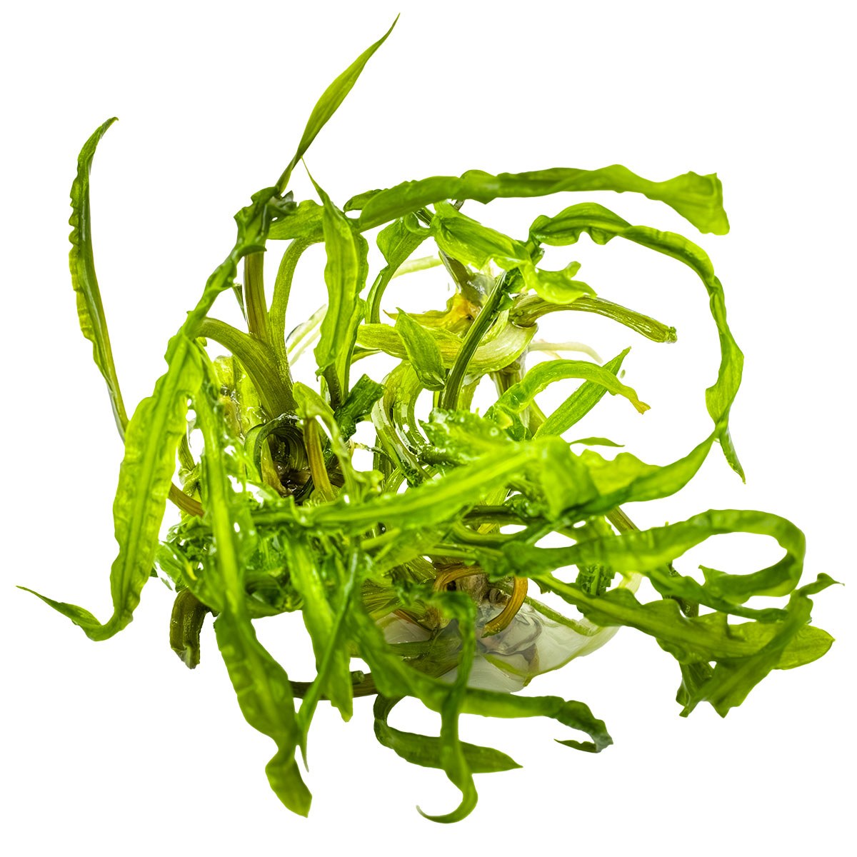 Cryptocoryne crispatula var. balansae — 1-2-Grow!