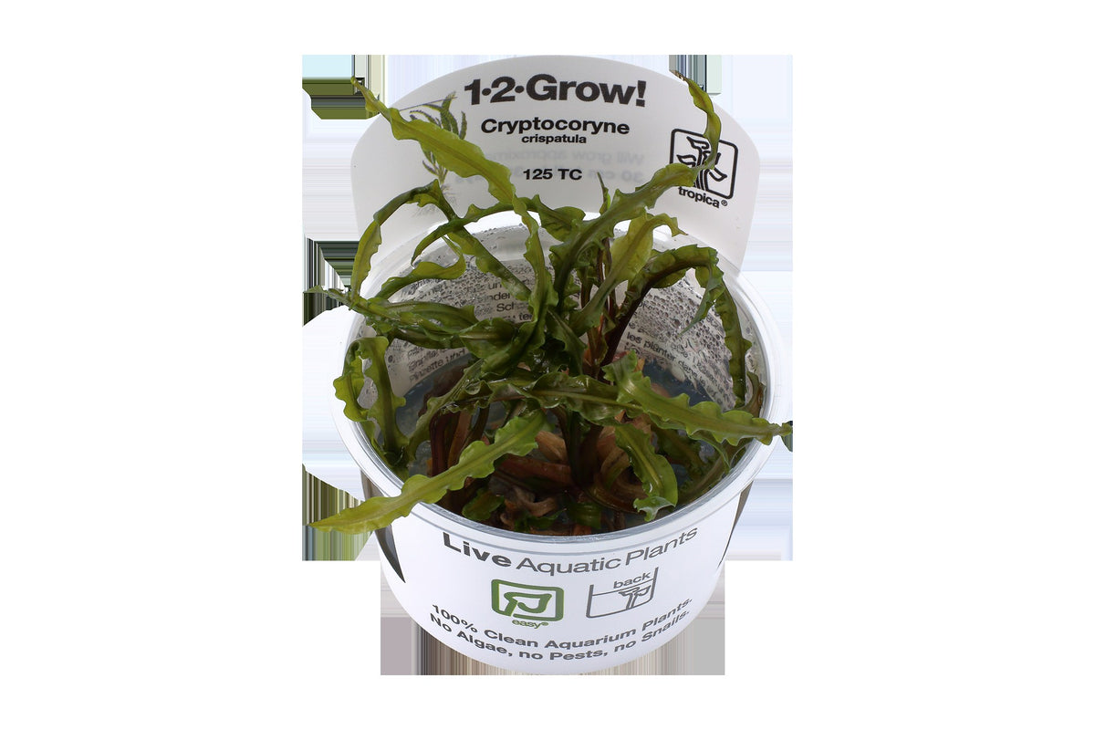 Cryptocoryne crispatula var. balansae — 1-2-Grow!