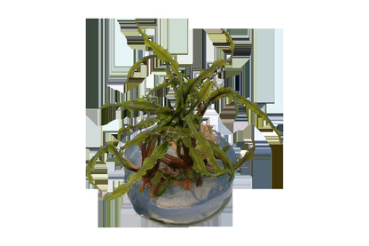 Cryptocoryne crispatula var. balansae — 1-2-Grow!