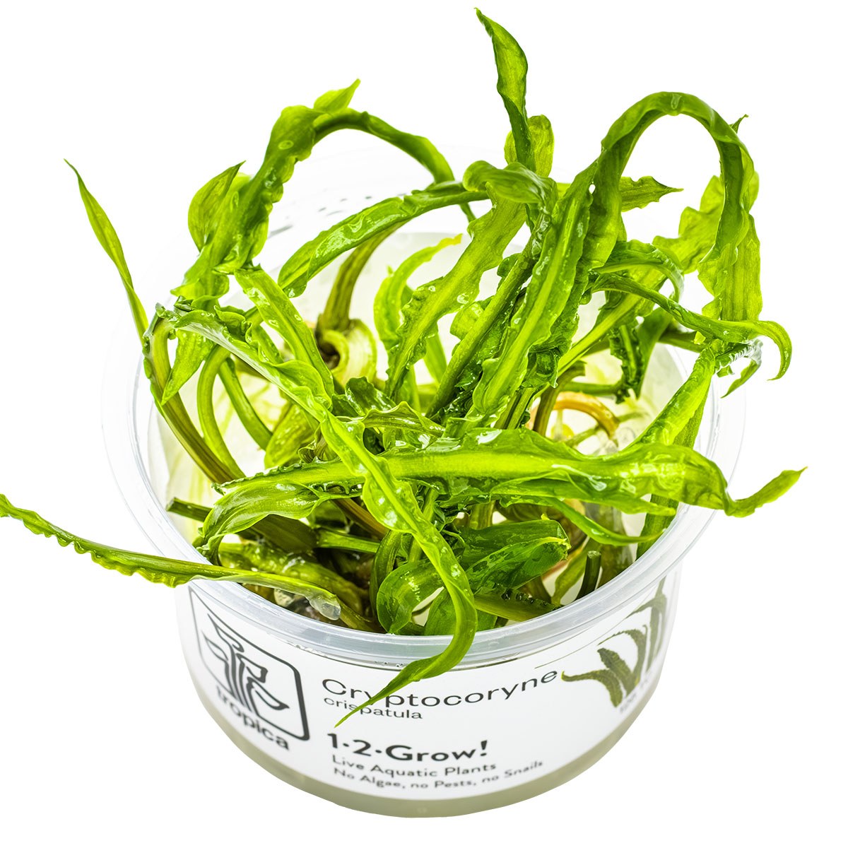 Cryptocoryne crispatula var. balansae — 1-2-Grow!