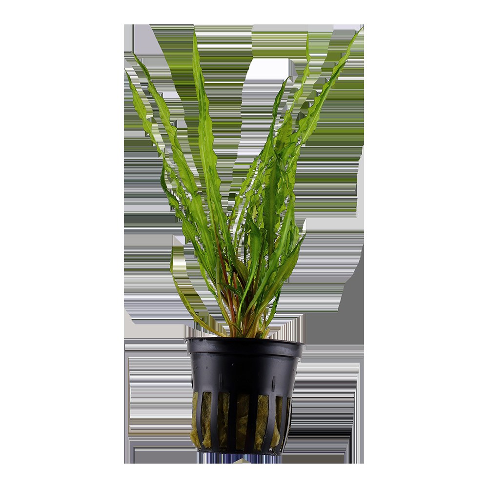 Cryptocoryne crispatula var. balansae — Potted