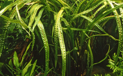 Cryptocoryne crispatula var. balansae — Potted