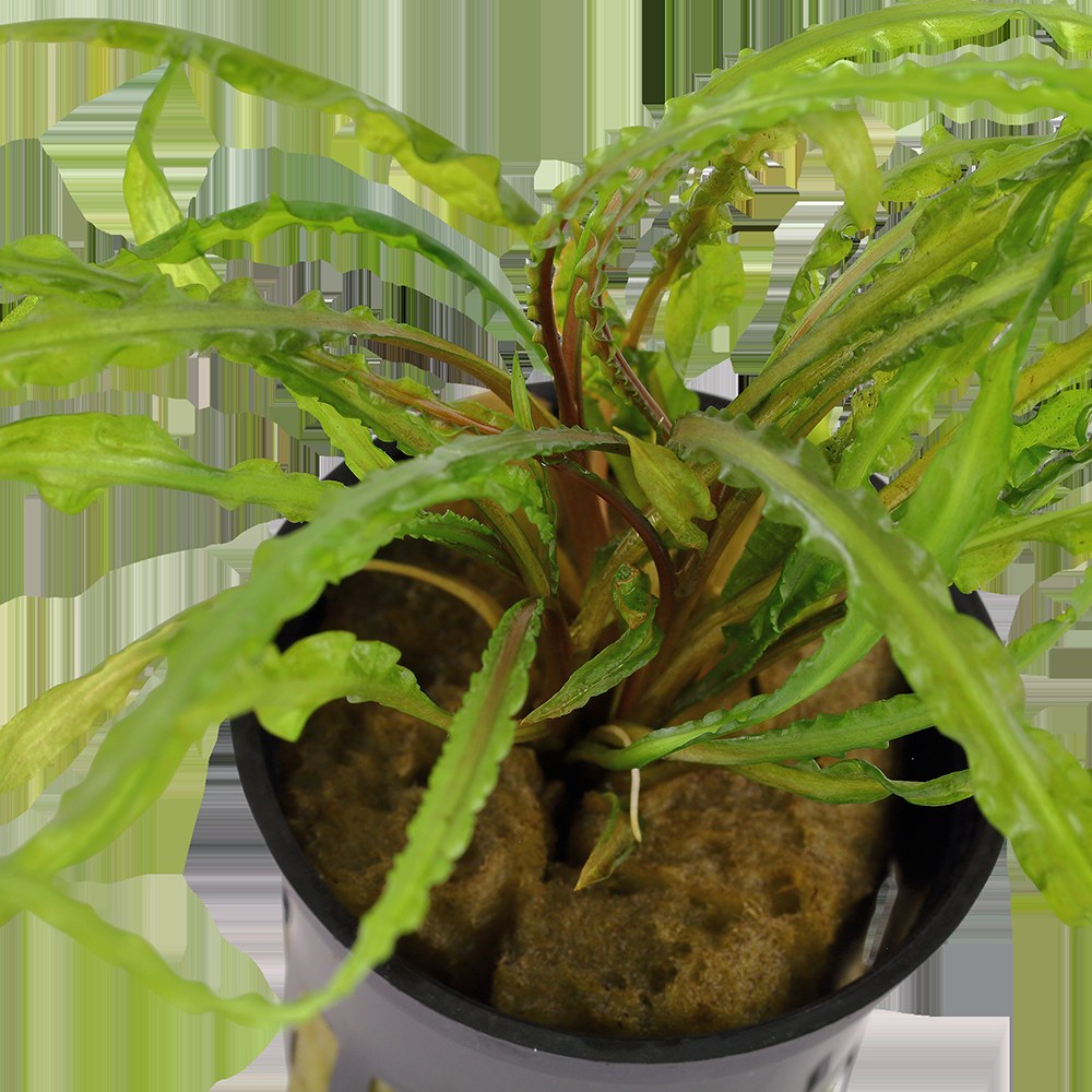 Cryptocoryne crispatula var. balansae — Potted