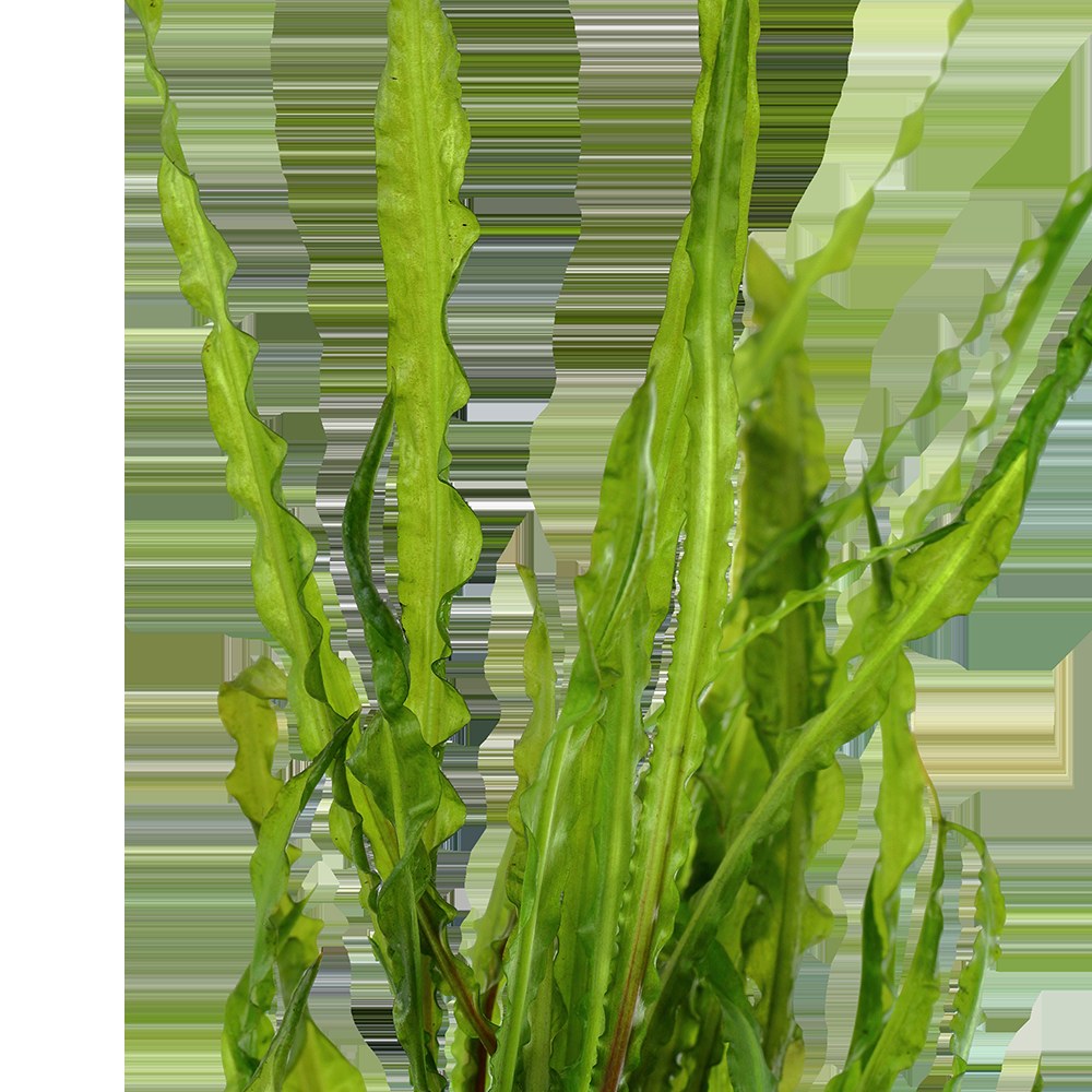 Cryptocoryne crispatula var. balansae — Potted