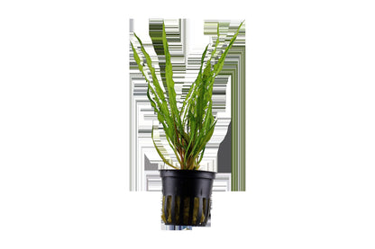 Cryptocoryne crispatula var. balansae — Potted