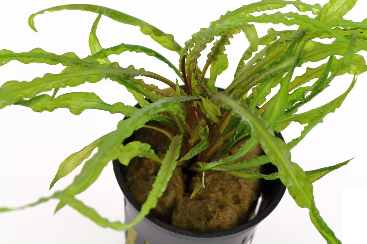 Cryptocoryne crispatula var. balansae — Potted