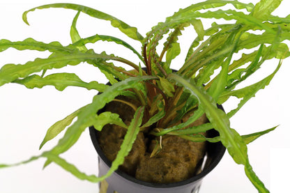 Cryptocoryne crispatula var. balansae — Potted