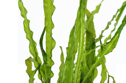 Cryptocoryne crispatula var. balansae — Potted