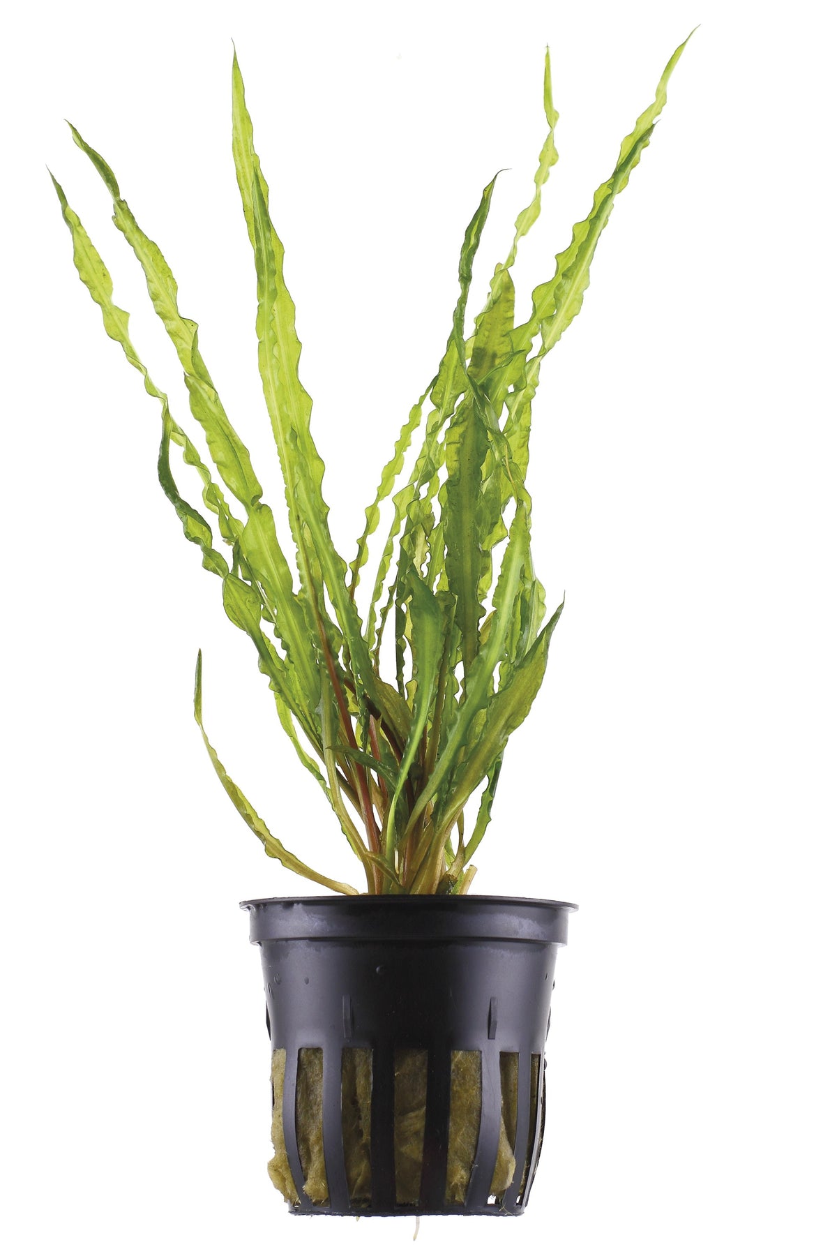 Cryptocoryne crispatula var. balansae — Potted